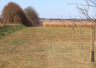 Une pelouse avec de jeunes arbres