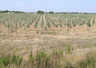 Champs d'oliviers avec des jeunes arbres