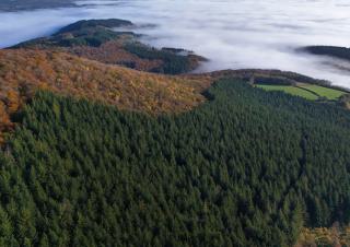 vue aerienne d'une foret