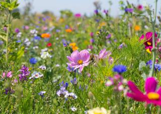 Préserver et restaurer la biodiversité