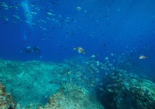 poissons 