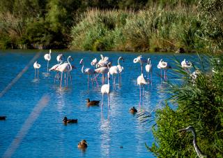 flamants rose