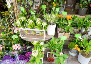 vente de muguet chez un fleuriste 