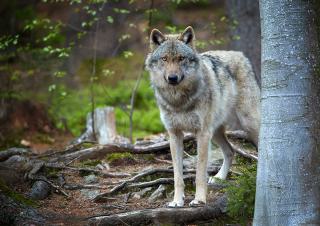 un loup dans la foret 
