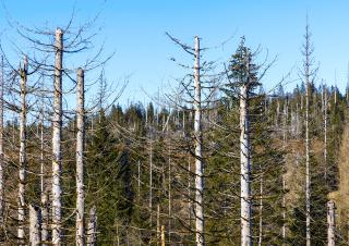 arbres morts 