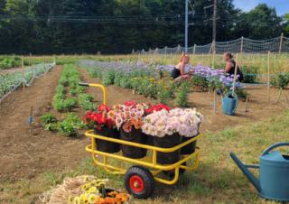 Des personnes accroupies auprès de rangées de fleurs plantées dans un champs