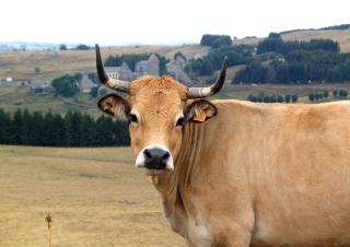 vache de l'aubrac