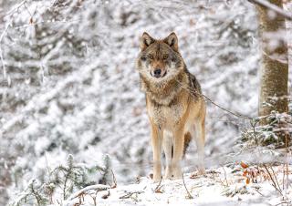 un loup dans la neige 
