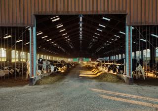 vaches dans une étable
