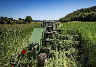 Un engin agricole dans un champs de végétaux très verts et très hauts