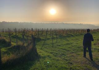 Une personne se tient face à des vignes face au soleil lumière rasante d'automne