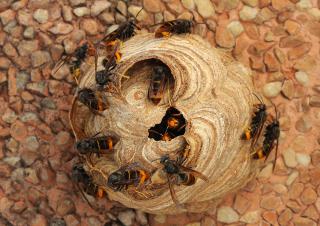 nid de frelons asiatiques