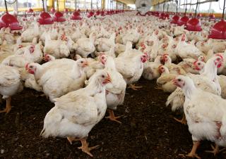 élevage de poulets à Eunápolis au Brésil 