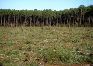 coupe rase en forêt 