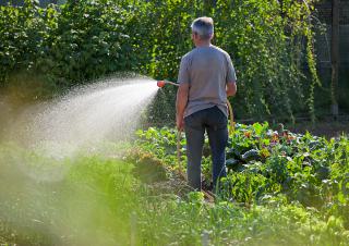 arrosage du potager 