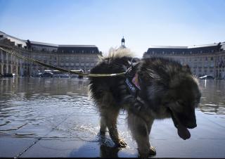 un chien tire la langue dans le miroir d'eau à Bordeaux  