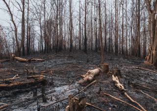 Une forêt après un incendie 