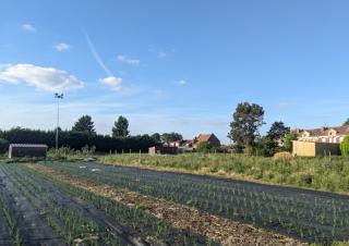 Un terrain maraîcher cultivé