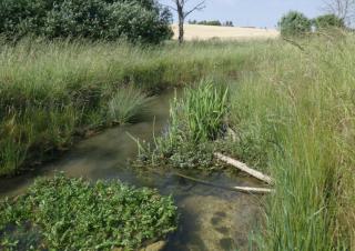 Un cours d'eau serpente entre de hautes herbes