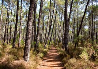 forêt 