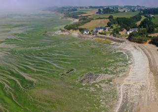 algues vertes en Bretagne 