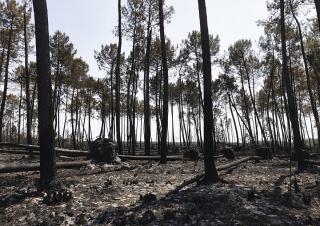 Foret brulée au Porge 