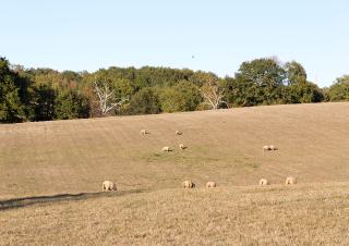 des moutons dans un champs sec 