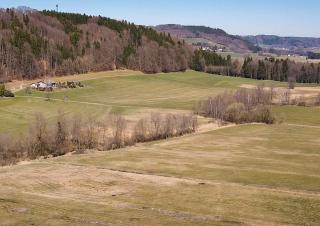 Une prairie en lisière de forêt