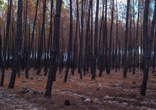 foret de pin incendiée