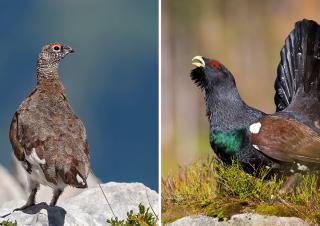  Lagopède alpin et grand tétras