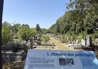 Un paneau d'information au premier plan, puis des allées et des arbres, penchés sur des tombes