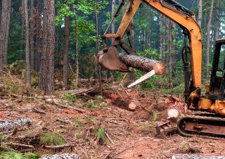défrichement en forêt
