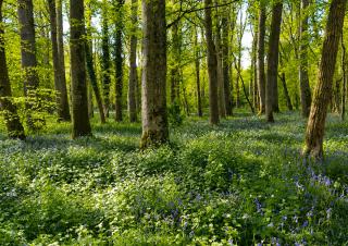 une foret 