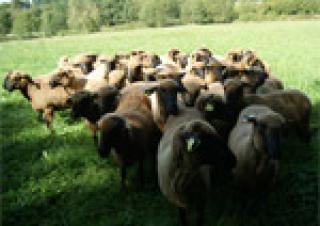 moutons