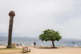 littoral avec arbres et un marcheur 