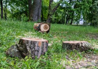 souches d'arbres en foret 