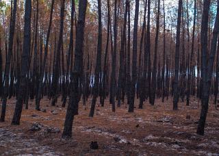 foret de pin incendiée