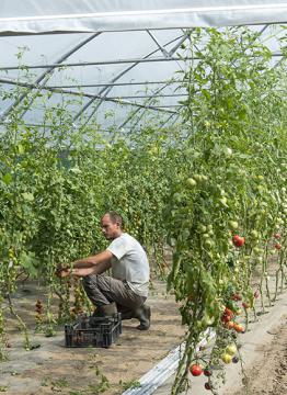 Photo d'une personne en train de travailler dans une serre où poussent des tomates